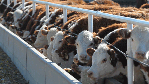 FL Cattle at Bunk